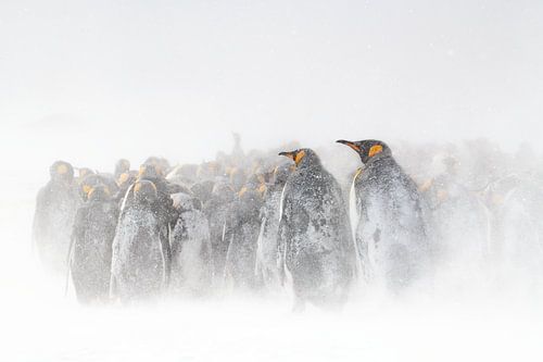 Koningspinguïns in een sneeuwstorm