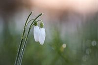 Schneeglöckchen Morgentau