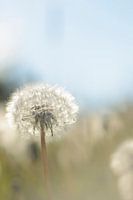Sunbathing dandelion