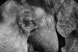 Eléphant d'Afrique, portrait en noir et blanc