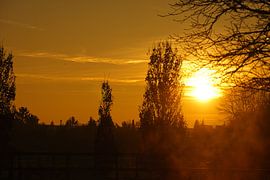 Sonnenuntergang hinter Bäumen