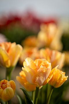 Zacht gele  tulpen met vleugje oranje. van Renate Pit - du Pont