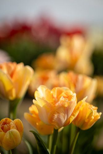 Des tulipes d'un jaune tendre avec des touches d'orange.