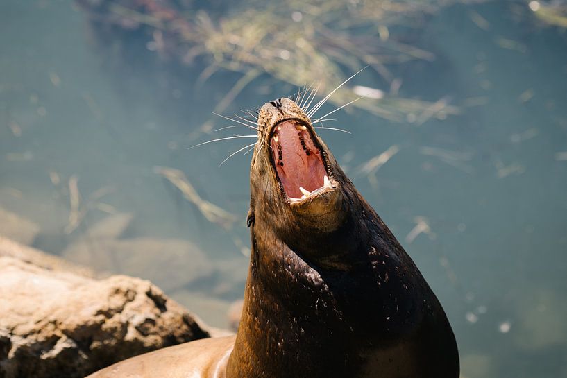 Roaring Sea Lion von swc07