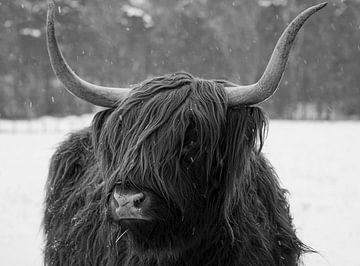 Schotse hooglander in de sneeuw van Jack's Eye