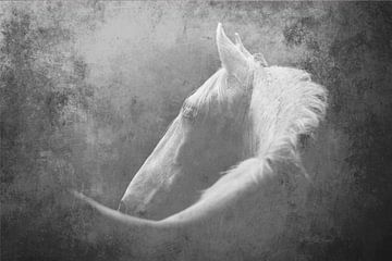 Konturen der Stille - Das einsame Pferd von Femke Ketelaar