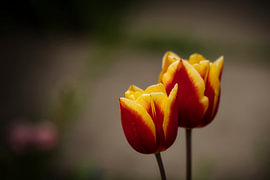 Tulip Duet by Made by Martin