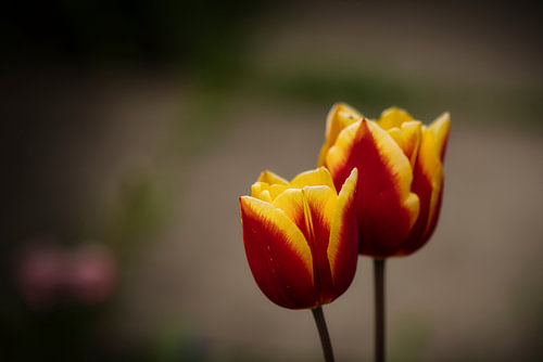 Tulpenduet