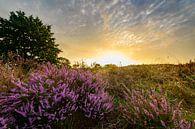 Bloeiende heide in heidelandschap tijdens zonsopgang op de Veluwe van Sjoerd van der Wal Fotografie thumbnail