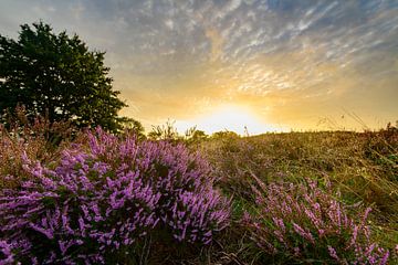 Blühende Heidekrautpflanzen in der Heidelandschaft bei Sonnenaufgang von Sjoerd van der Wal