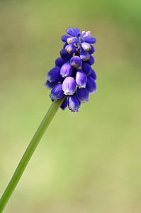 Die blaue Weintraube
