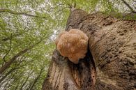 The rare wigwam in the forest by Moetwil en van Dijk - Fotografie thumbnail