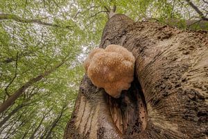 De zeldzame pruikzwam in het bos van Moetwil en van Dijk - Fotografie