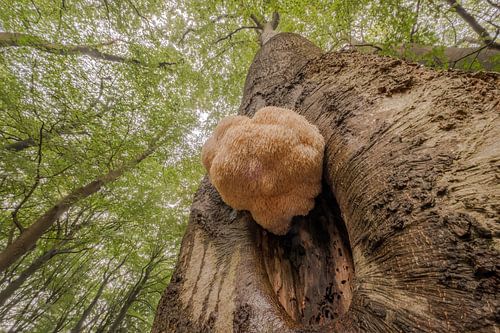 De zeldzame pruikzwam in het bos