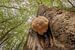 Der seltene Wigwam im Wald von Moetwil en van Dijk - Fotografie