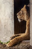 Vigilant Rest: A Lioness in Contemplation