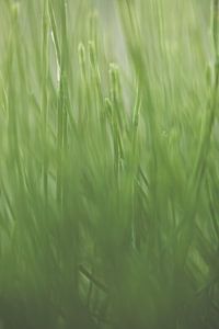 Gras