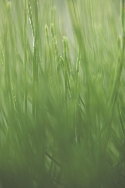 Gras by Robert Wiggers