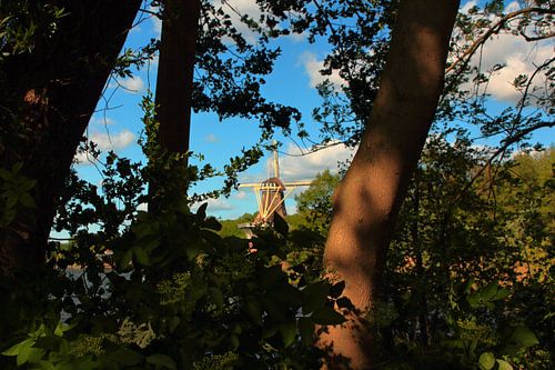 'Windmühle Kralingse Plas durch die Bäume'.