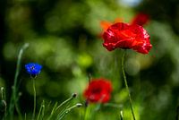 Biene auf Kornblume winkt dem Mohn