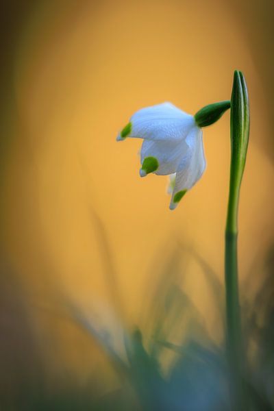 Marigolds in the soft evening light... by Horst Husheer
