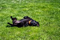 Schattige hond aan het spelen met zijn bal