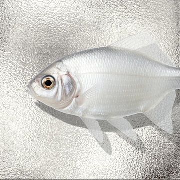 the Silver Fish