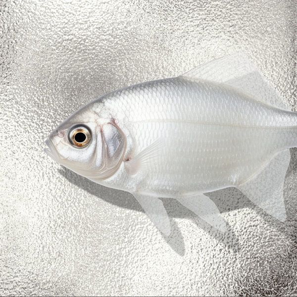 the Silver Fish by Marja van den Hurk