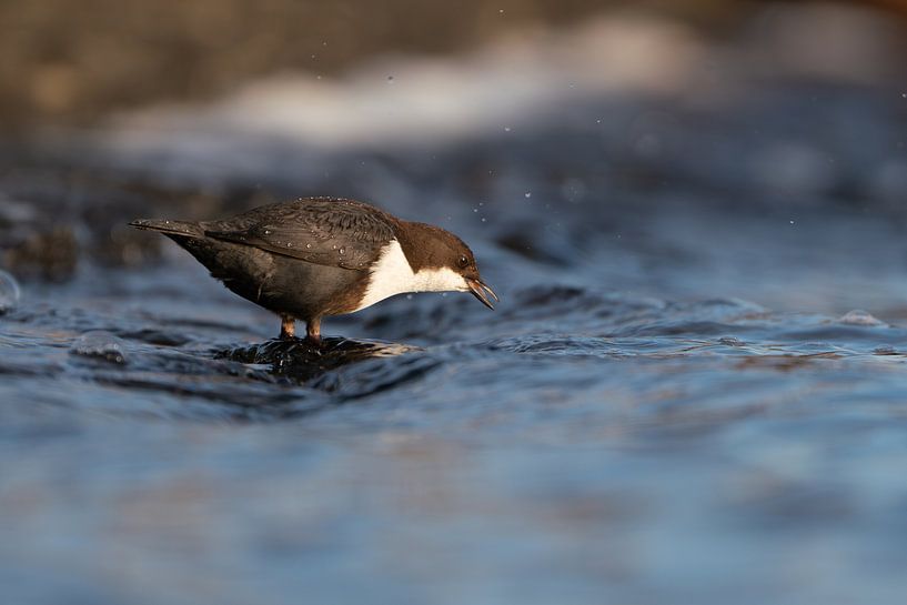 The white-throated dipper by Glenn Vlekke