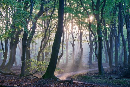Speulder- en Sprielderbos