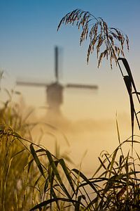 Moulin caché derrière les roseaux sur Halma Fotografie