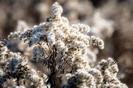Gros plan sur une fleur de verge d'or recouverte de givre