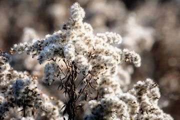Close-up van een guldenroede bloem bedekt met vorst van ManfredFotos