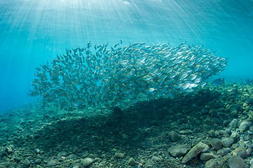 L'école des poissons