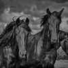 Friese paarden in de wind 4 van Miriam van Dun