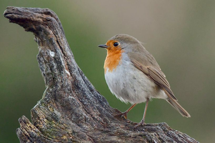 Robin sur un tronc d'arbre par Dennis Bresser