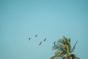 Perroquets volants au-dessus d'un palmier tropical - macaw's