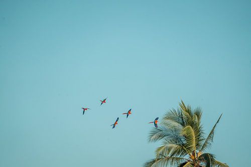 Vliegende Papegaaien boven Tropische Palm ara's