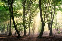 Der Zauberwald - Speulderbos