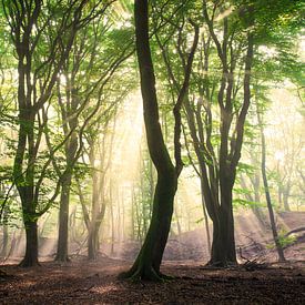 The Magic Forest - Speulderbos by Niels Dam