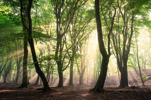 La forêt magique - Speulderbos sur Niels Dam
