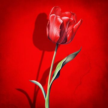 Tulips Are Red by Marja van den Hurk