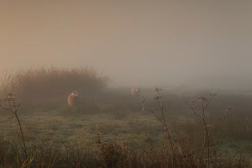 Sheep in the fog