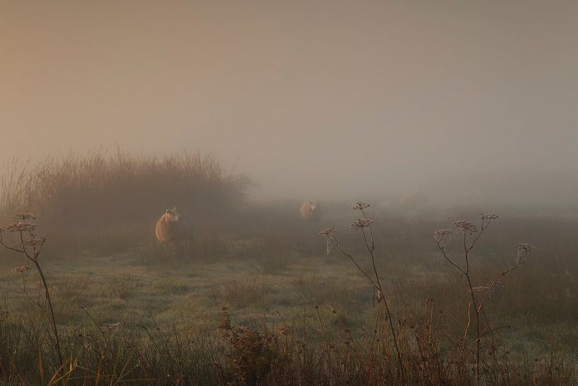 Sheep in the fog by Ilya Korzelius
