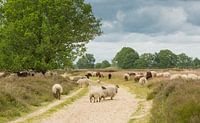 Schaapskudde Balloërveld in Drenthe