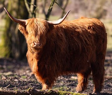 Schotse Hooglander van Lens en Dier
