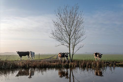 Kühe am Wasser Farbprofil Nummer 1