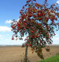 Vogelbeeren am Rain