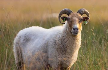 Moutons du Dwingelderveld (Drenthe - Nerderland) sur Marcel Kerdijk