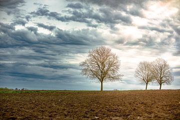 Zon door de wolken schijnt op de bomen. kleur eenzaamheid | schemering veld weide platanen landbouw | natuurfotografie Kunst van An Rogier